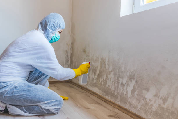 Mold Testing and Removal in Cambridge City, IN