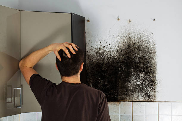 Best Crawl Space Mold Removal  in Cambridge City, IN